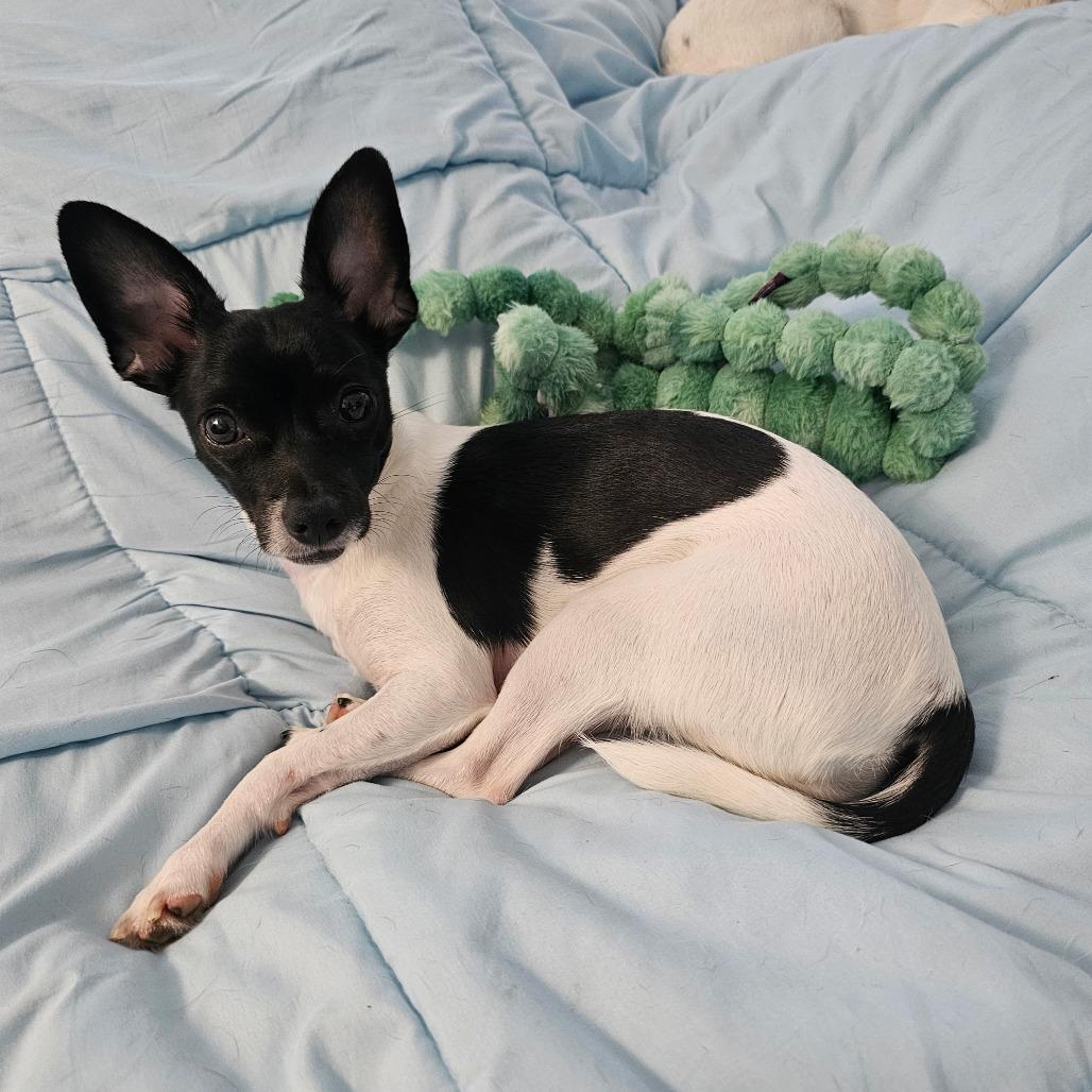 Enlarge Sparkle, a Adoptable Terrier in Kilauea, HI image 3/6