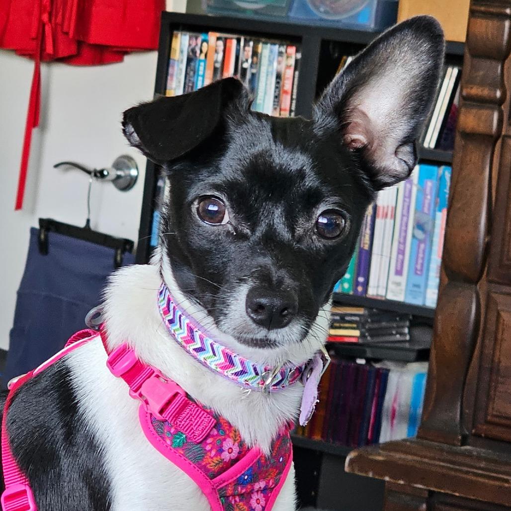 Enlarge Sparkle, a Adoptable Terrier in Kilauea, HI image 1/3