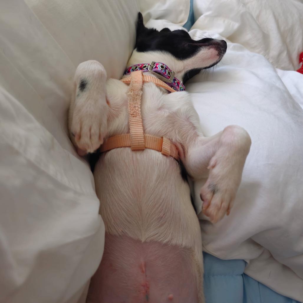 Enlarge Sparkle, a Adoptable Terrier in Kilauea, HI image 3/3