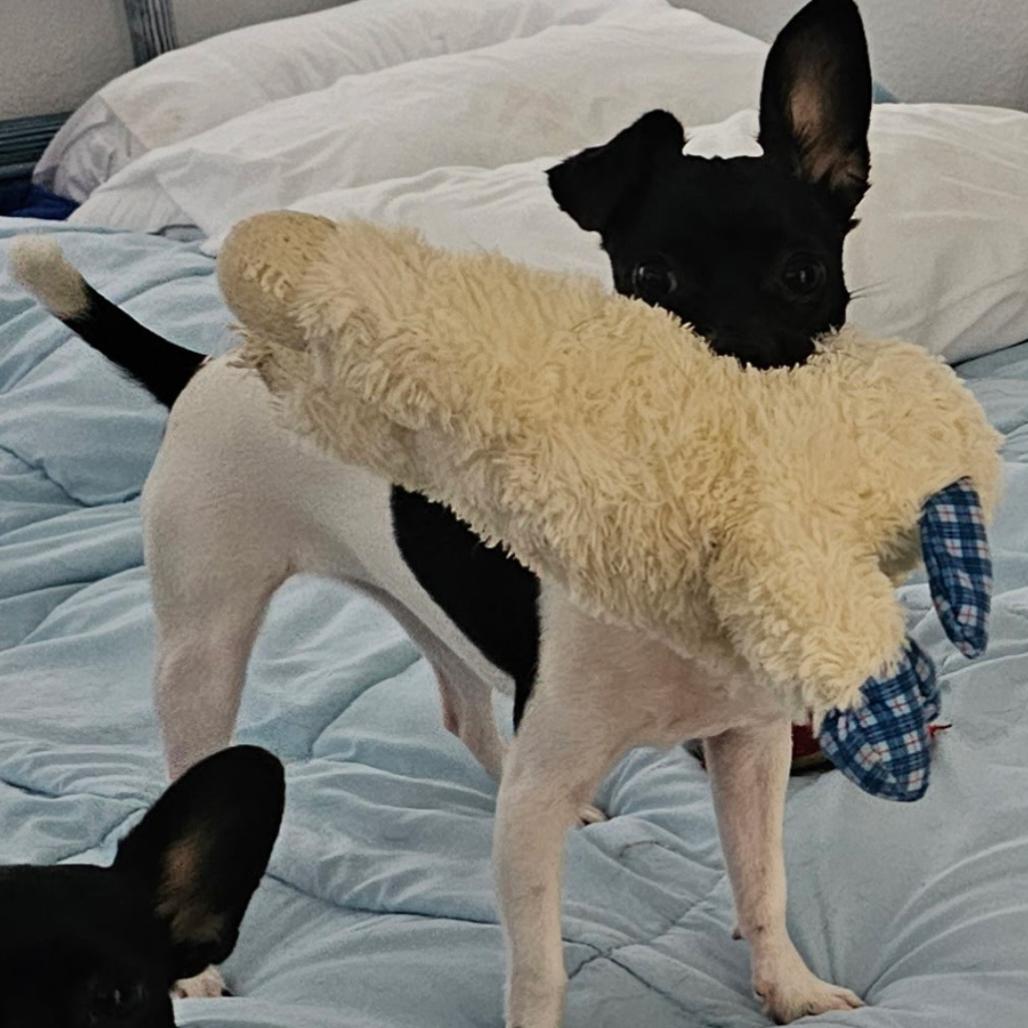 Enlarge Sparkle, a Adoptable Terrier in Kilauea, HI image 6/6