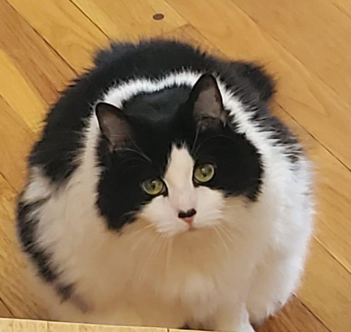 Grisha, Adoptable, Senior Female Domestic Medium Hair.