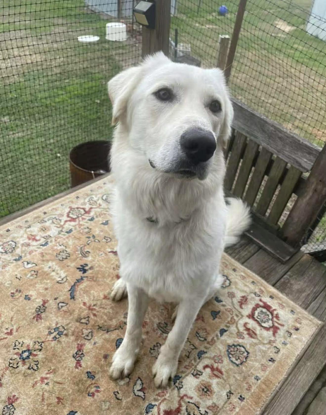 Merlin, a Adoptable Great Pyrenees in Austin, TX image 1/5