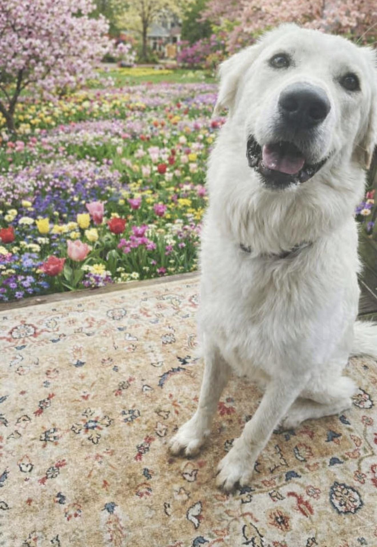Merlin, a Adoptable Great Pyrenees in Austin, TX image 5/5