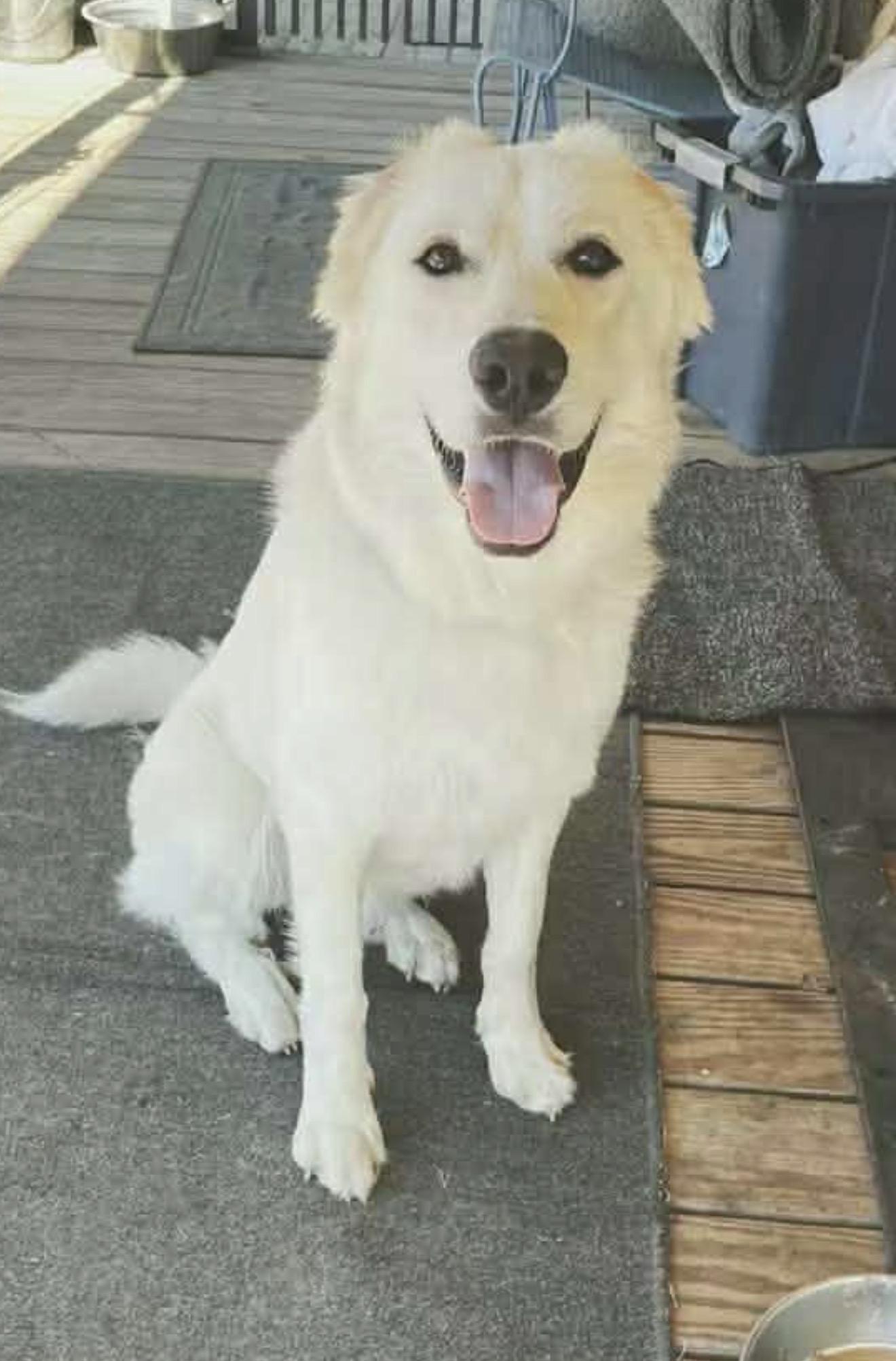 Merlin, a Adoptable Great Pyrenees in Austin, TX image 2/5