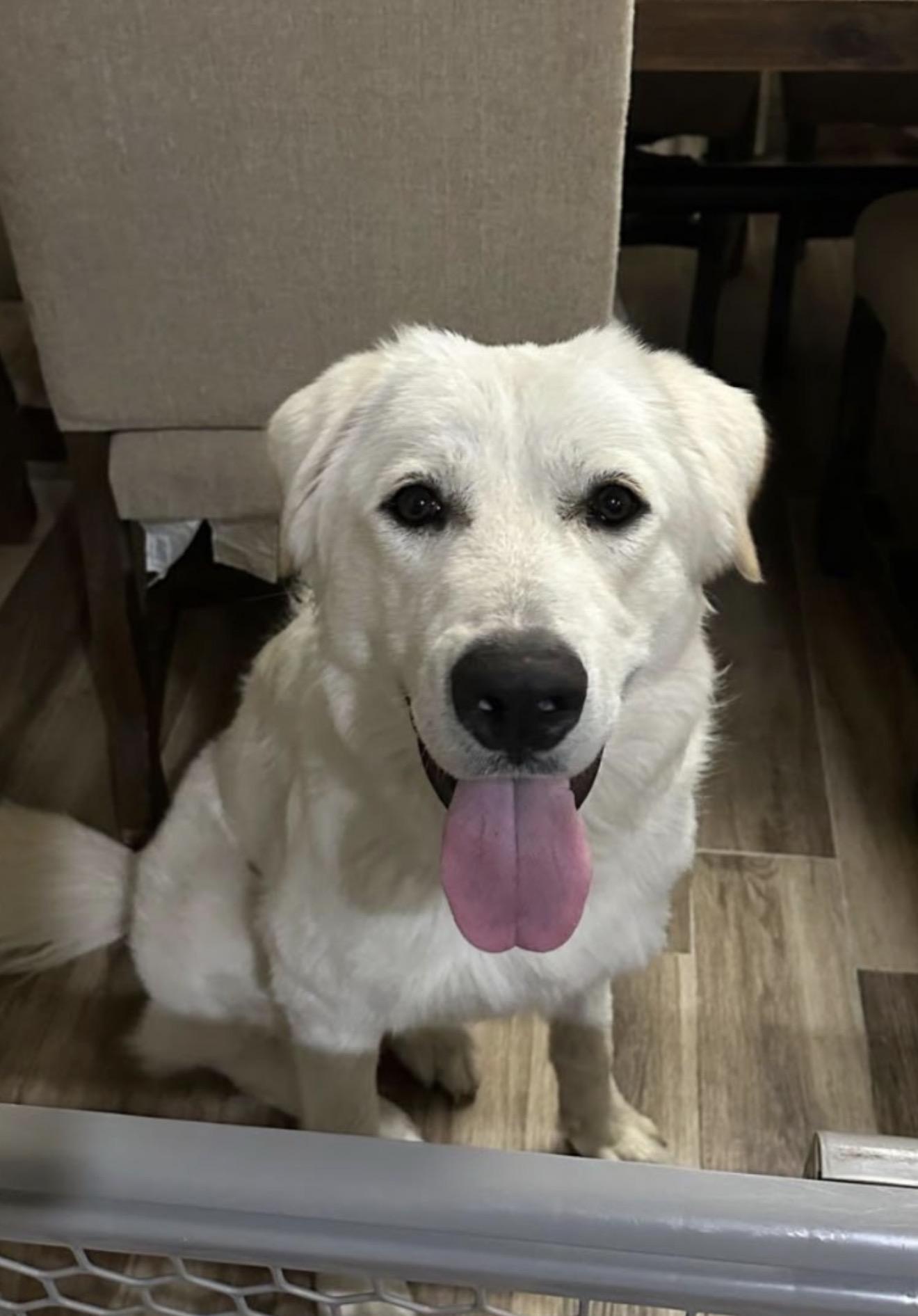 Merlin, a Adoptable Great Pyrenees in Austin, TX image 4/5