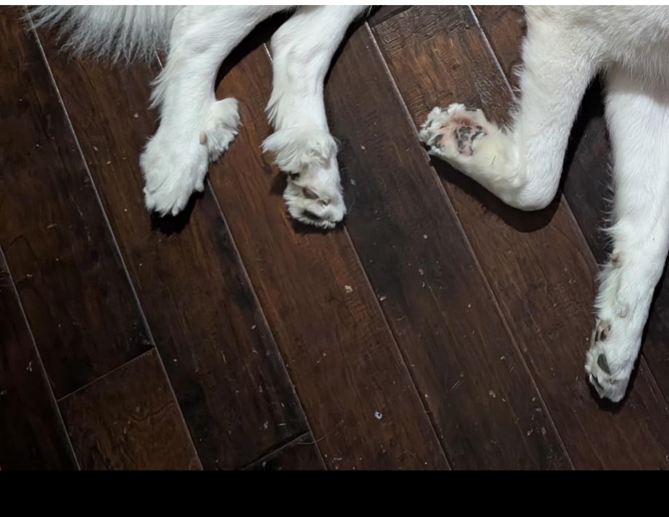 Merlin, a Adoptable Great Pyrenees in Austin, TX image 3/5