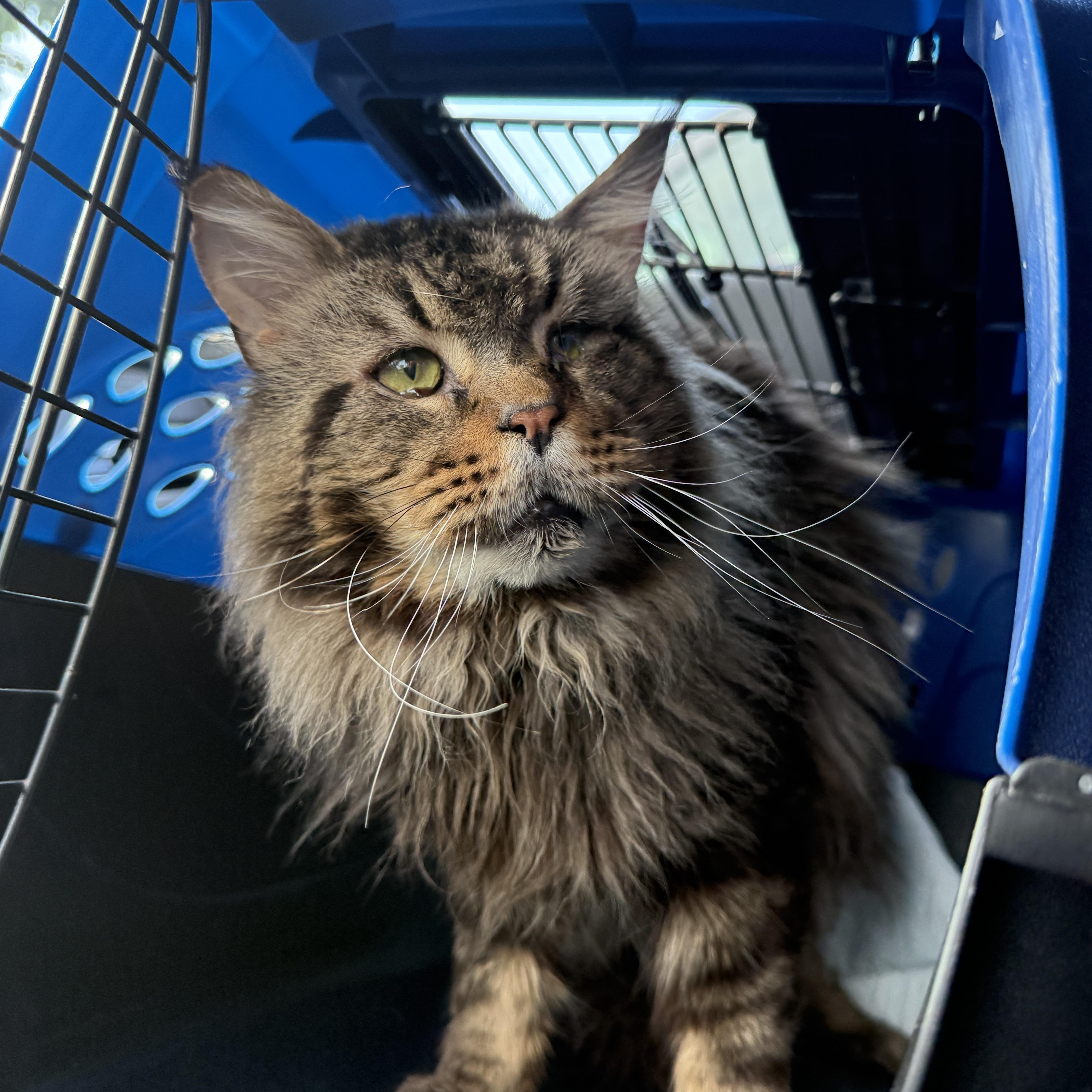 Mr. Man, ADOPTABLE, Adult Male Maine Coon.