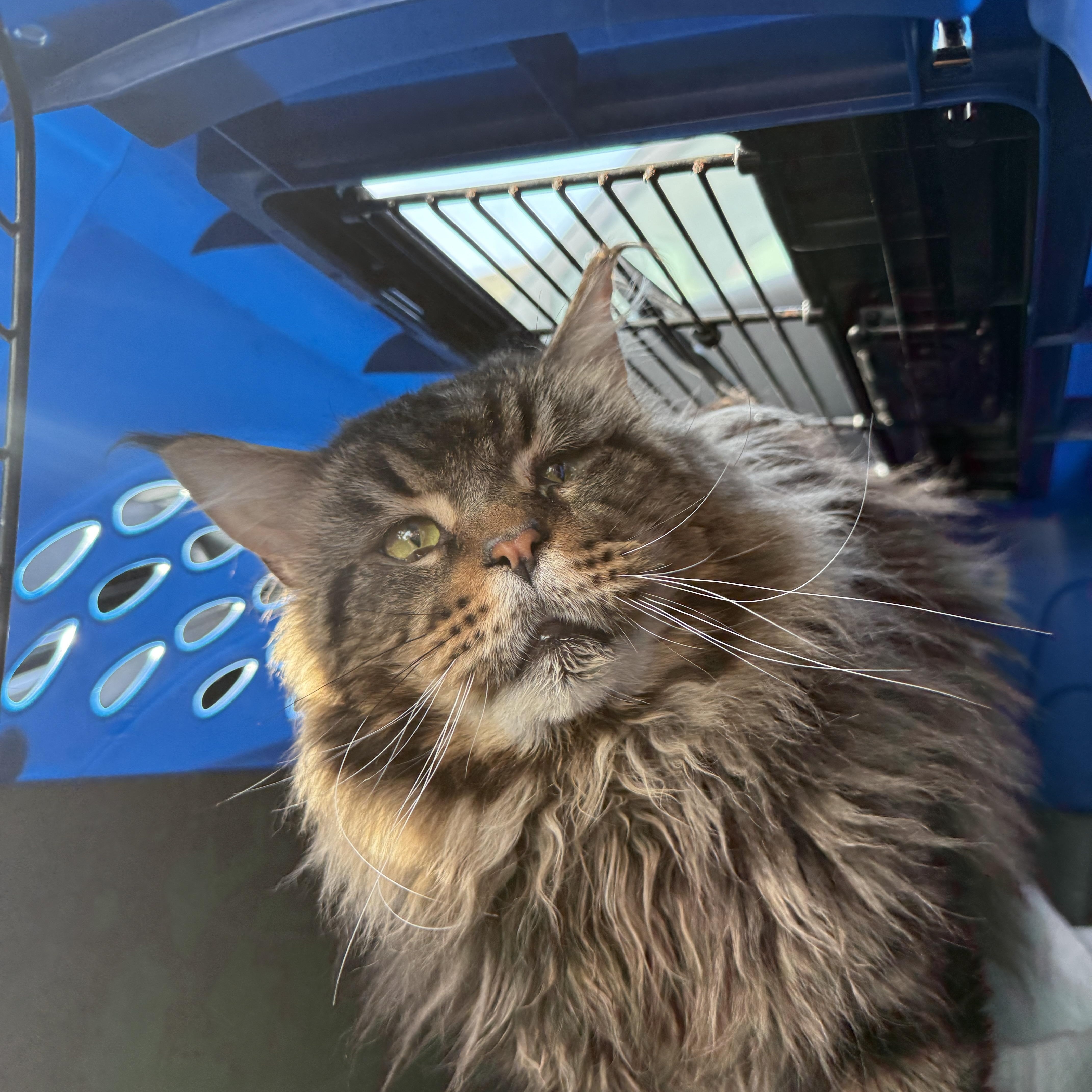Enlarge Mr. Man, a ADOPTABLE Maine Coon in Oceanside, CA image 2/3