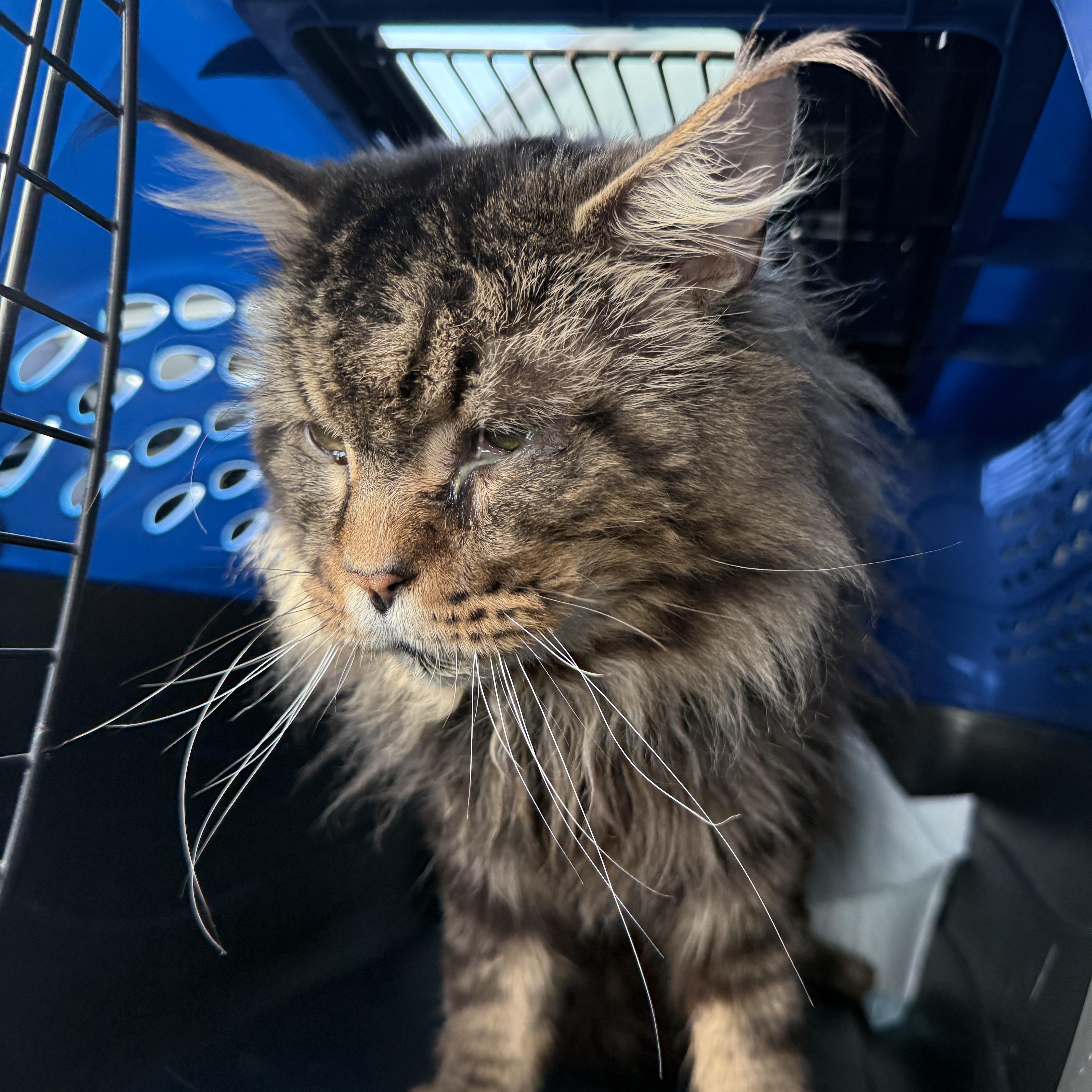 Enlarge Mr. Man, a ADOPTABLE Maine Coon in Oceanside, CA image 3/3