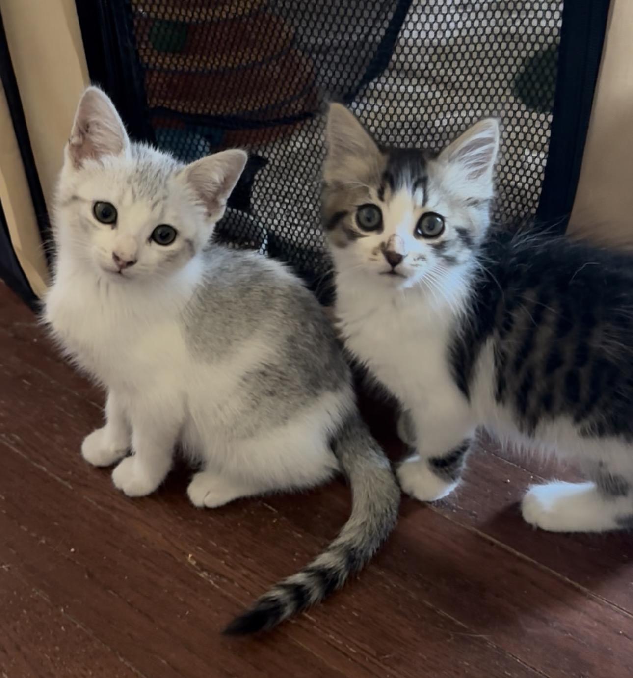 Bo & Luke, adoptable, Kitten Male Domestic Short Hair.