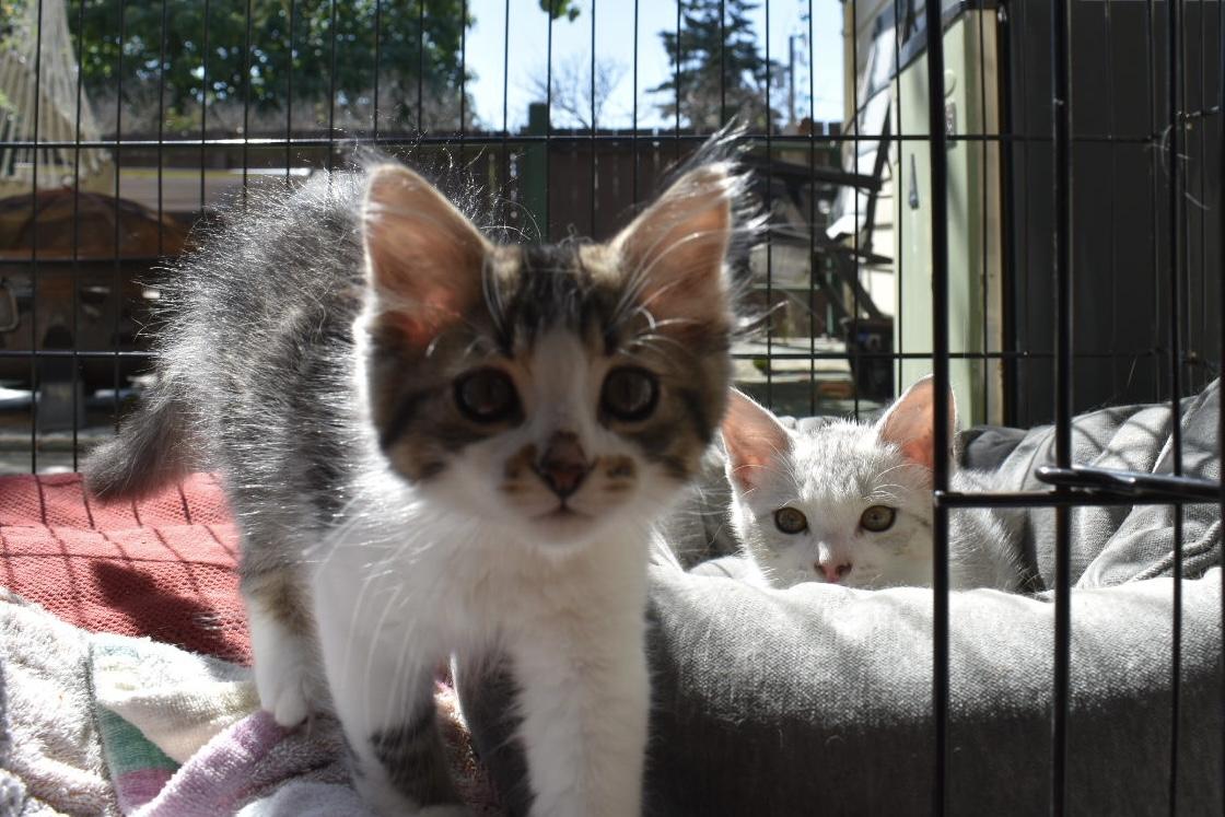Bo & Luke, an adoptable Domestic Short Hair in Renton, WA image 2/5