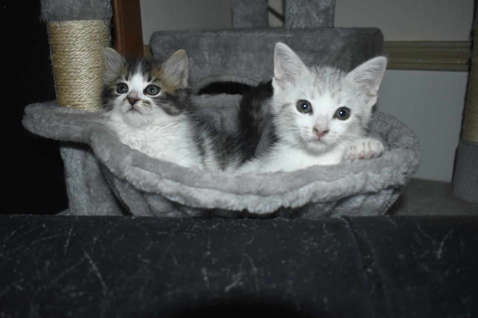 Bo & Luke, an adoptable Domestic Short Hair in Renton, WA image 5/5