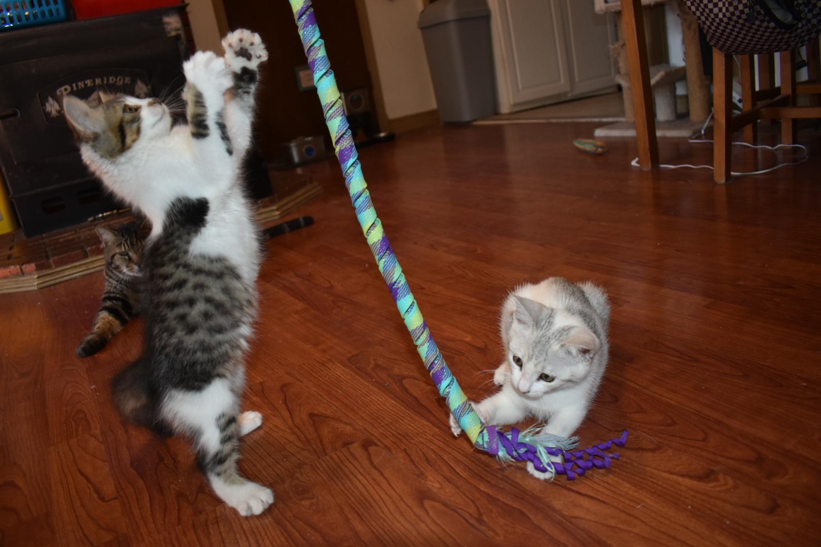 Bo & Luke, an adoptable Domestic Short Hair in Renton, WA image 3/5
