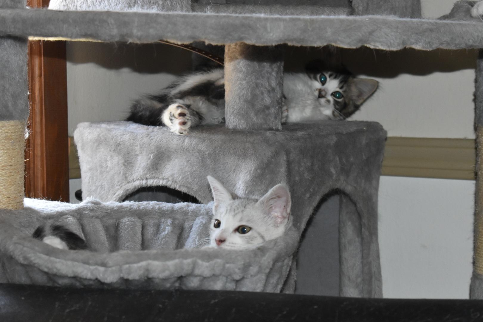 Bo & Luke, an adoptable Domestic Short Hair in Renton, WA image 4/5