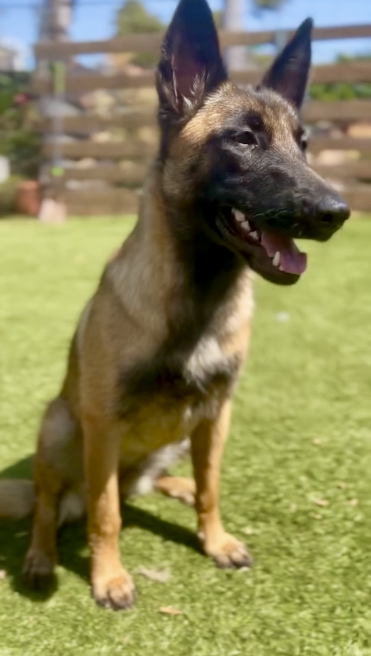 Enlarge Lucy, an adoptable mixed breed in Los Gatos, CA image 3/5