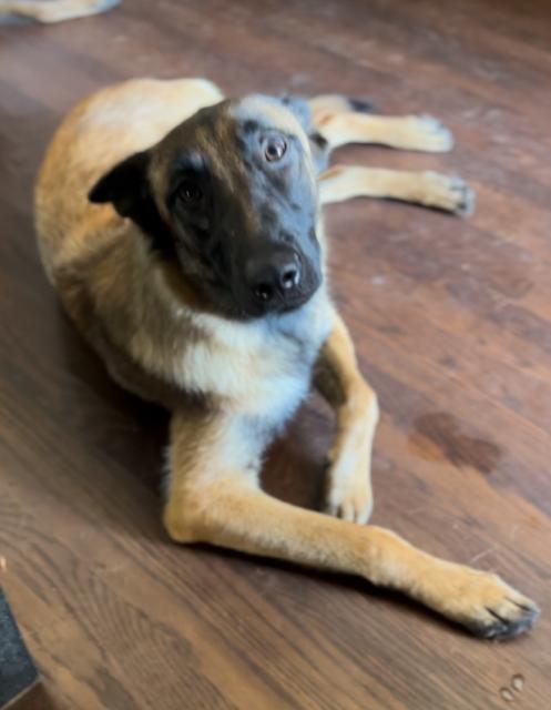 Lucy, adoptable, Young Female Belgian Shepherd / Malinois & German Shepherd Dog.