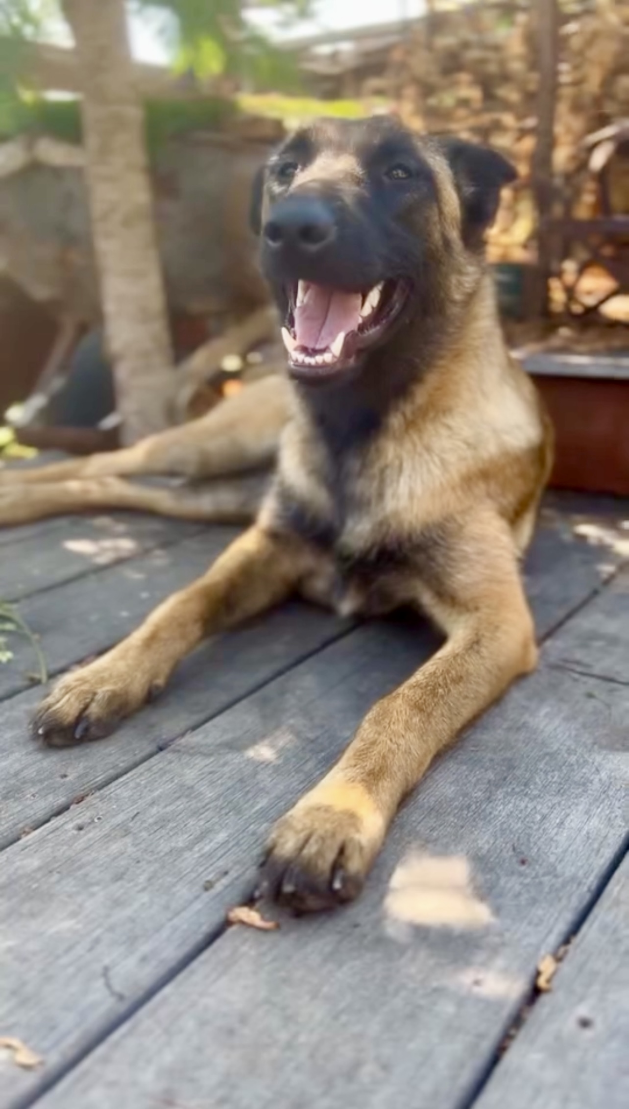 Enlarge Lucy, an adoptable mixed breed in Los Gatos, CA image 2/5