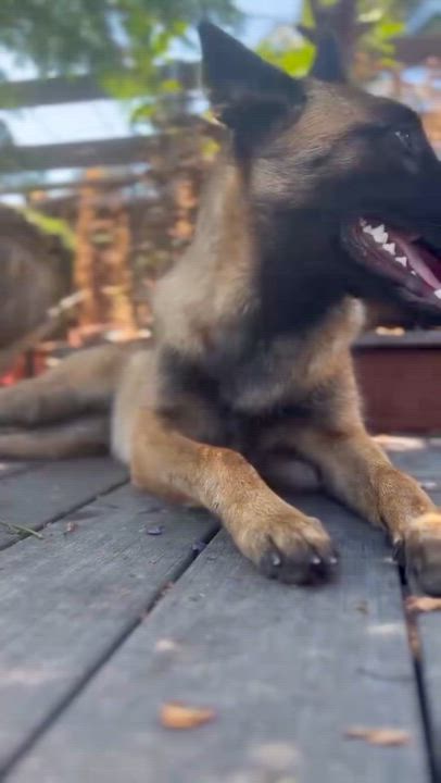 Enlarge Lucy, an adoptable mixed breed in Los Gatos, CA video 4/5