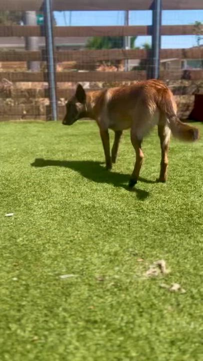 Enlarge Lucy, an adoptable mixed breed in Los Gatos, CA video 5/5