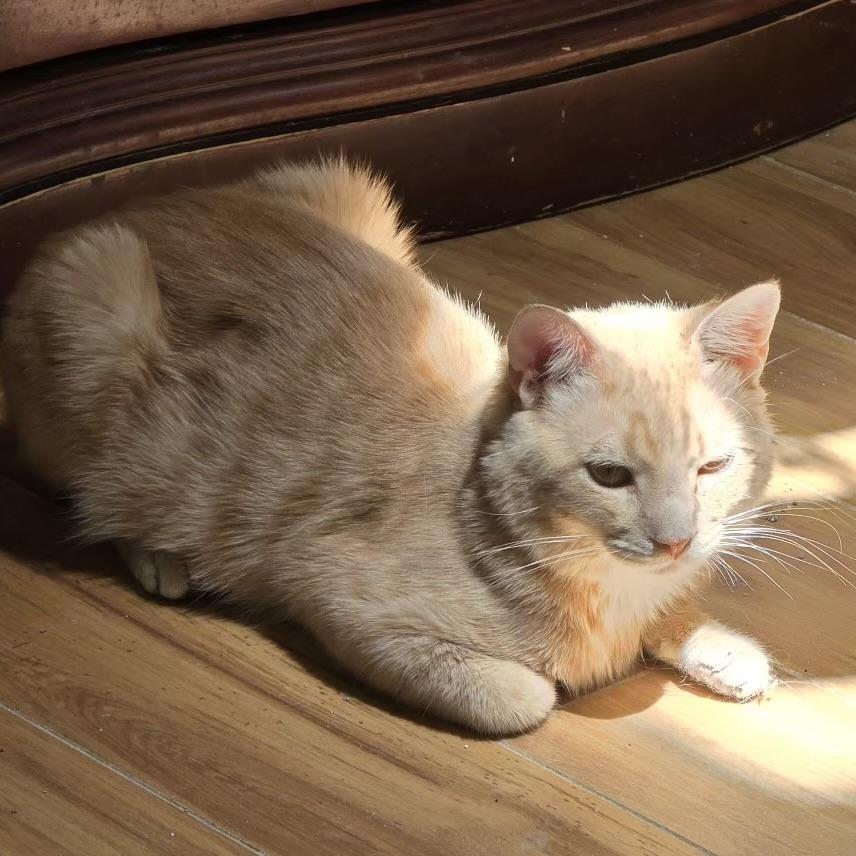 Eclair, ADOPTABLE, Adult Male Domestic Short Hair.