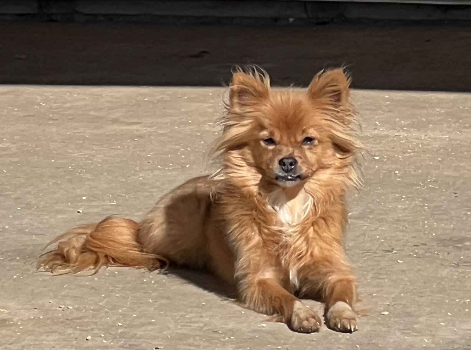 Enlarge Cameron, a Adoptable Papillon in Ramona, CA image 1/3