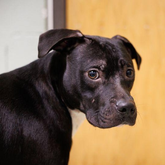 Boomer, ADOPTABLE, Puppy Male Pit Bull Terrier & Rat Terrier.