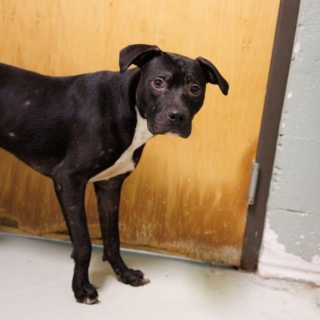 Boomer, a ADOPTABLE mixed breed in Valdosta, GA image 2/6