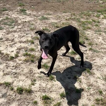 Enlarge Boomer, a ADOPTABLE mixed breed in Valdosta, GA image 2/5