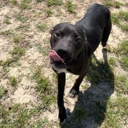 Enlarge Boomer, a ADOPTABLE mixed breed in Valdosta, GA image 5/5