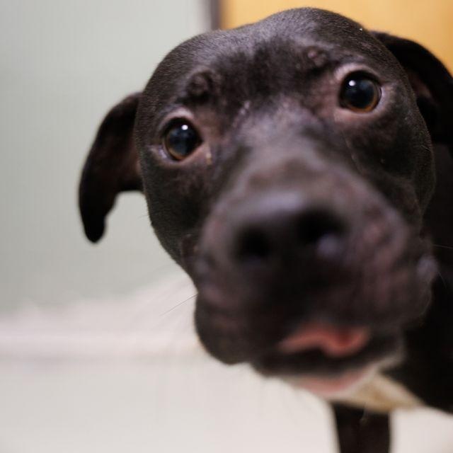 Boomer, a ADOPTABLE mixed breed in Valdosta, GA image 6/6
