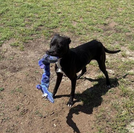 Enlarge Boomer, a ADOPTABLE mixed breed in Valdosta, GA image 3/5