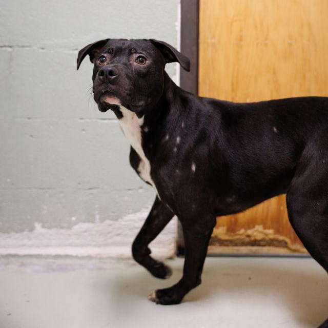 Boomer, a ADOPTABLE mixed breed in Valdosta, GA image 4/6