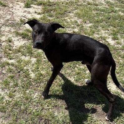 Enlarge Boomer, a ADOPTABLE mixed breed in Valdosta, GA image 4/5