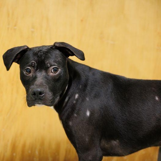 Boomer, a ADOPTABLE mixed breed in Valdosta, GA image 3/6