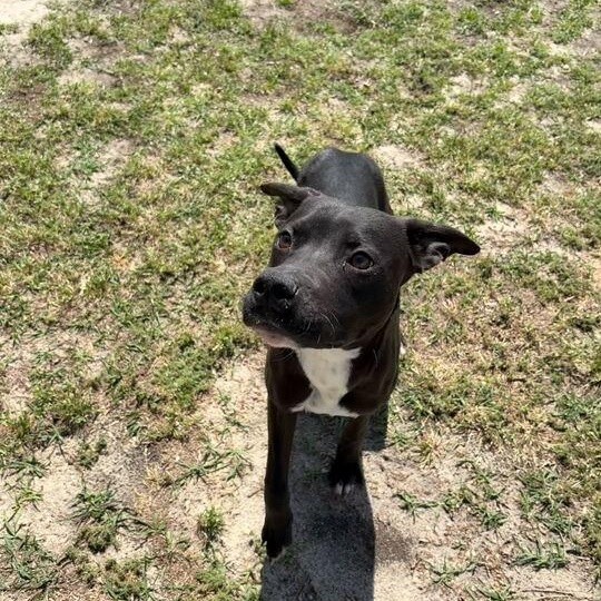 Boomer, ADOPTABLE, Puppy Male Pit Bull Terrier & Rat Terrier.