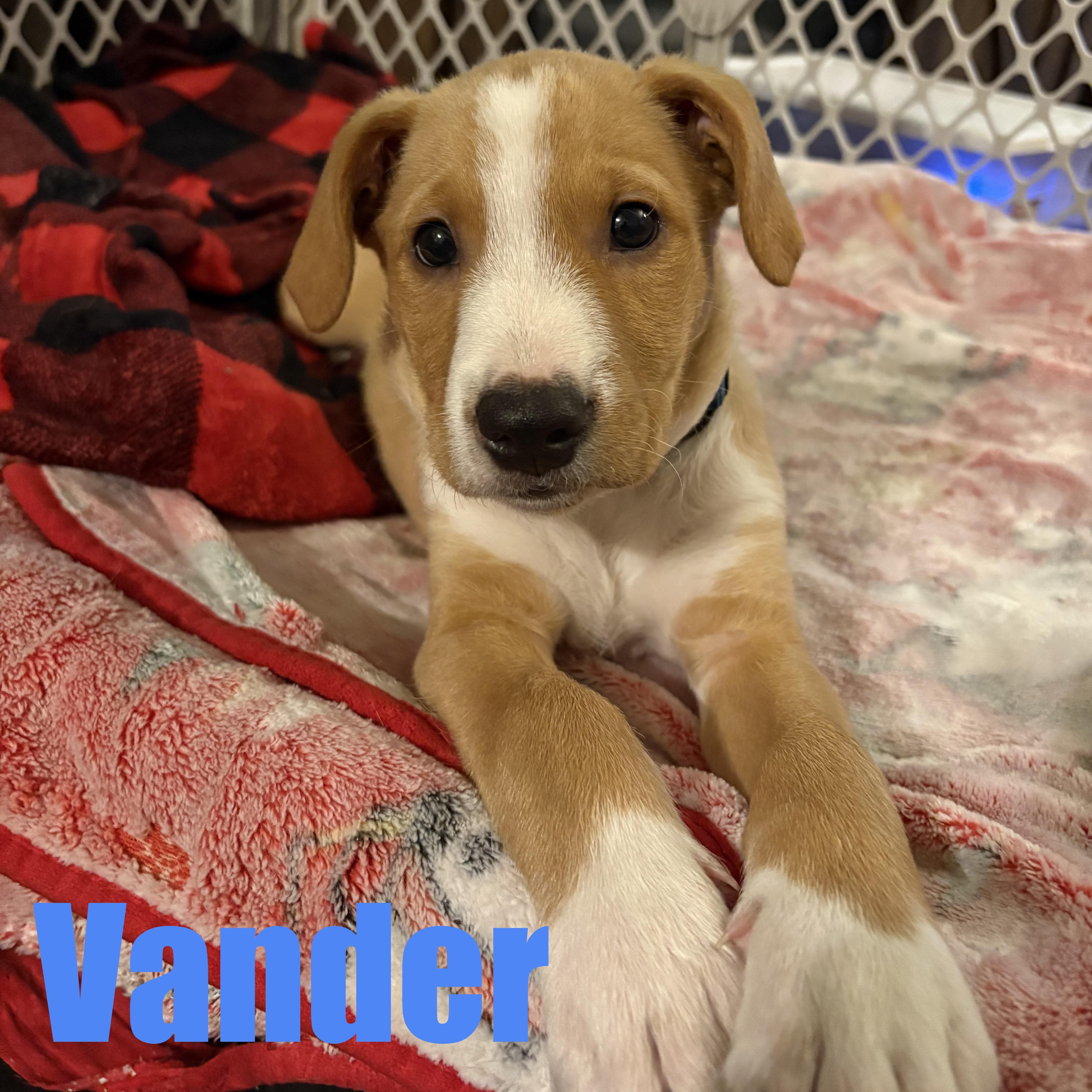 Vander