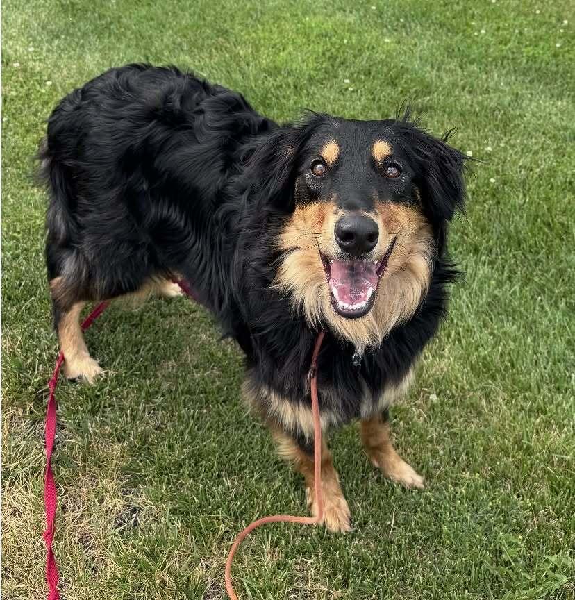 Benny #5112, Adoptable, Young Male Australian Shepherd.