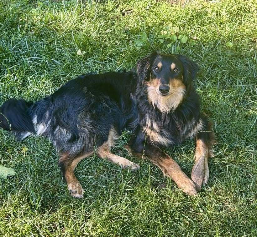 Benny #5112, a Adoptable mixed breed in Ontario, CA image 2/6