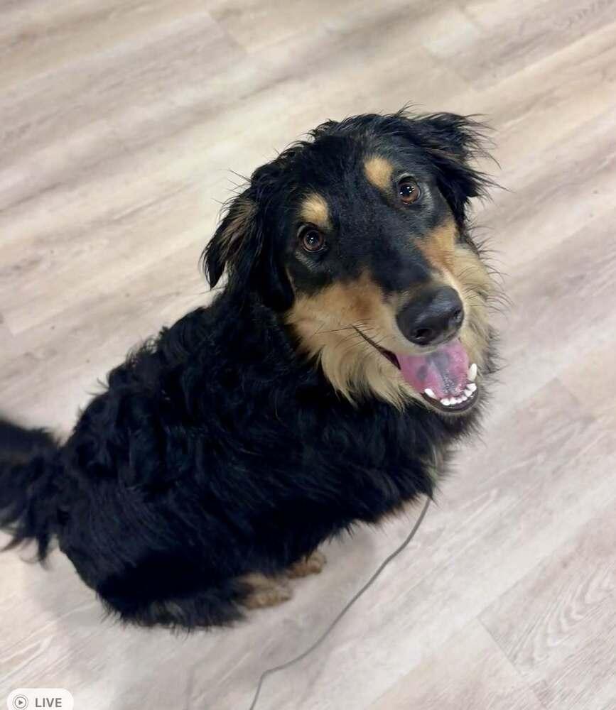 Benny #5112, a Adoptable mixed breed in Ontario, CA image 3/6