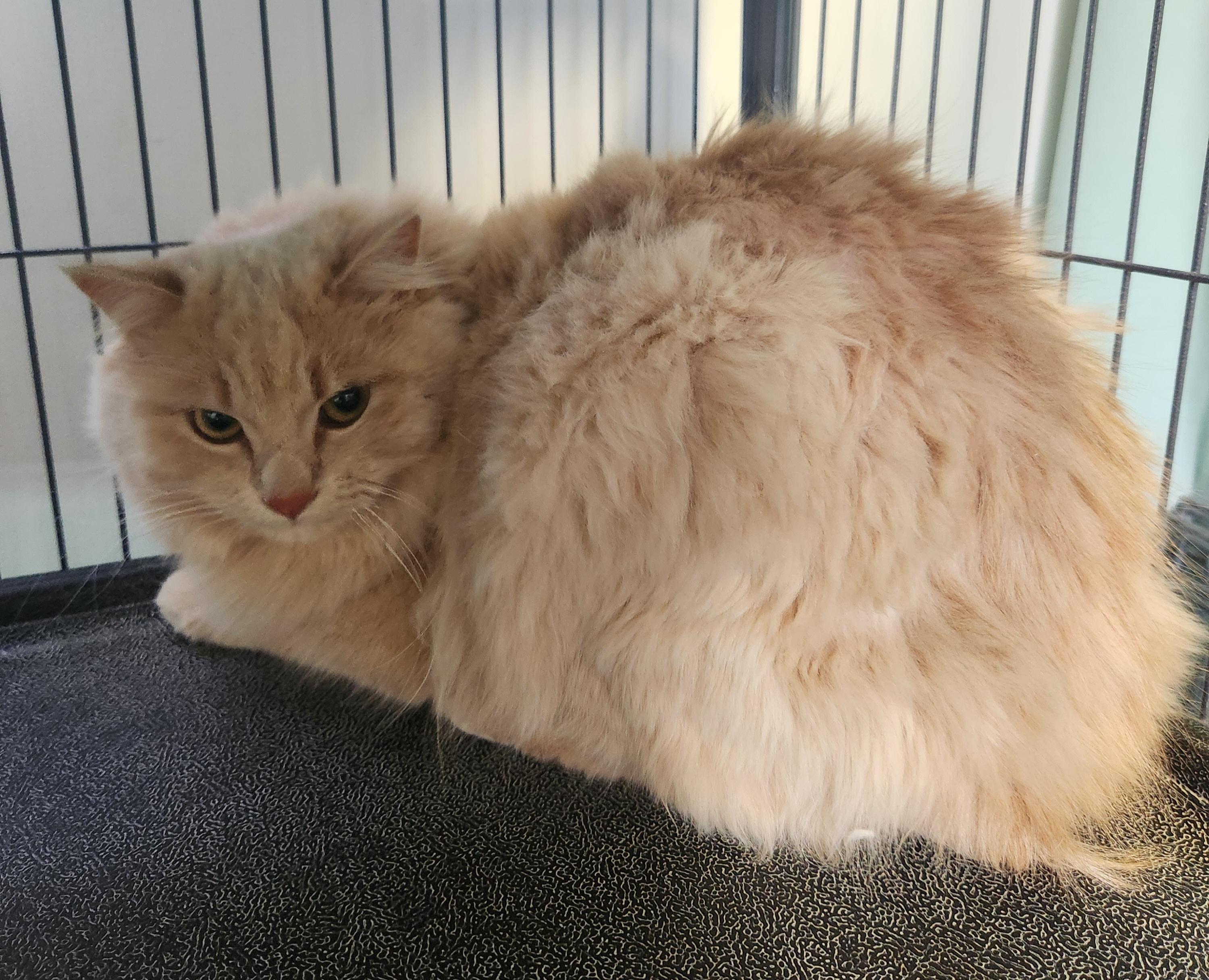 Enlarge Brody, a ADOPTABLE Domestic Long Hair in Yarnell, AZ image 2/2