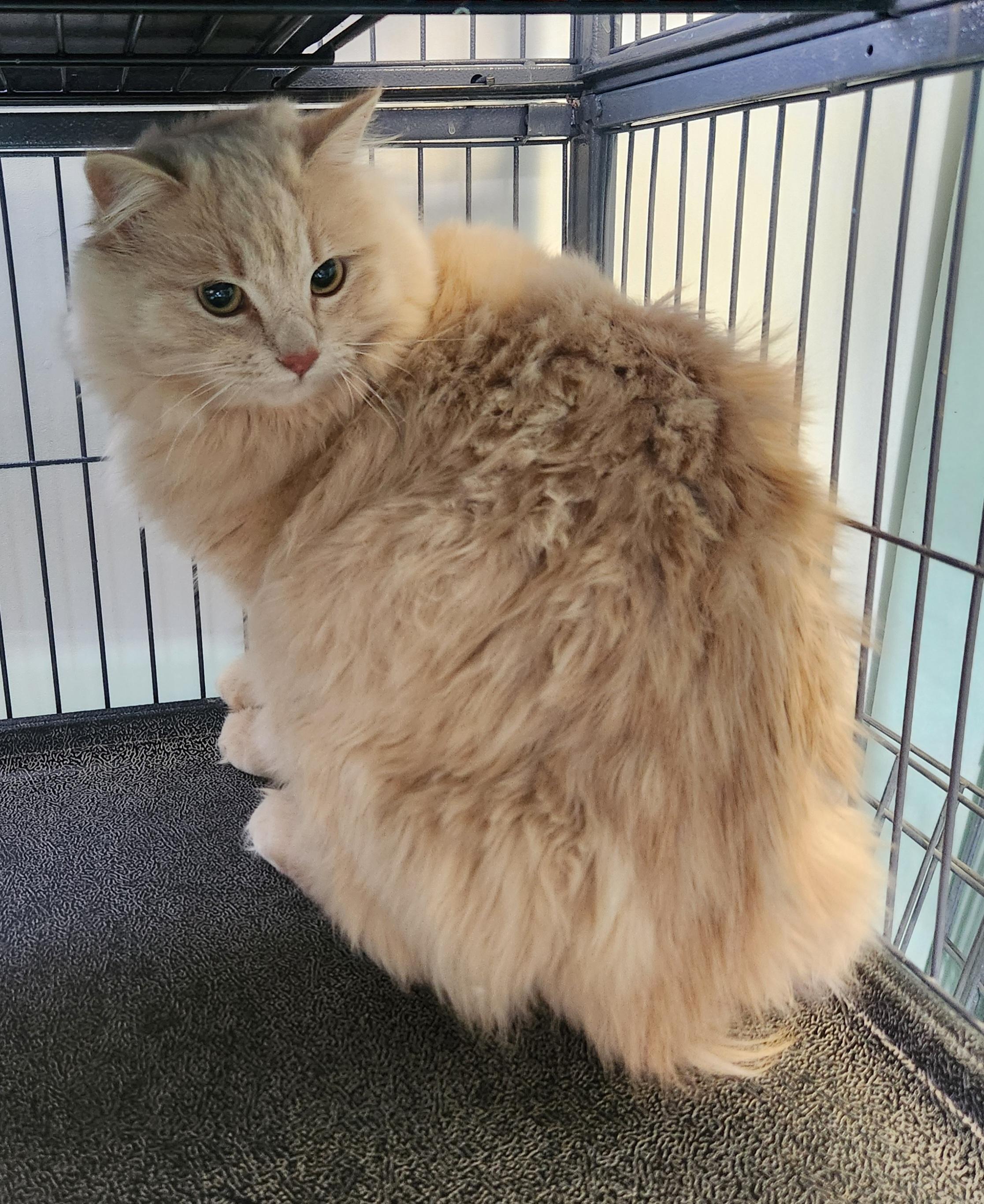 Enlarge Brody, a ADOPTABLE Domestic Long Hair in Yarnell, AZ image 1/2