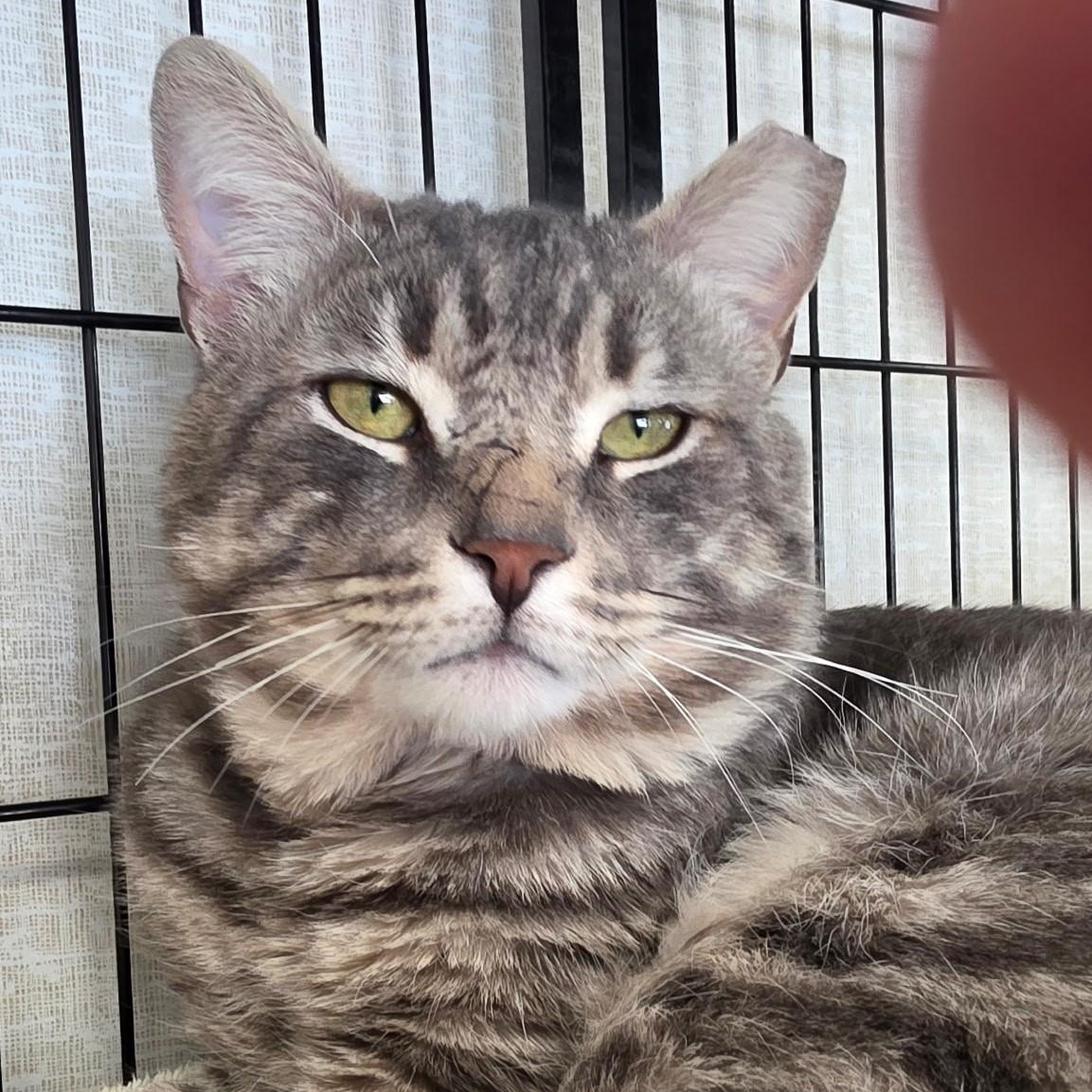 Eugene, ADOPTABLE, Adult Male Domestic Short Hair.