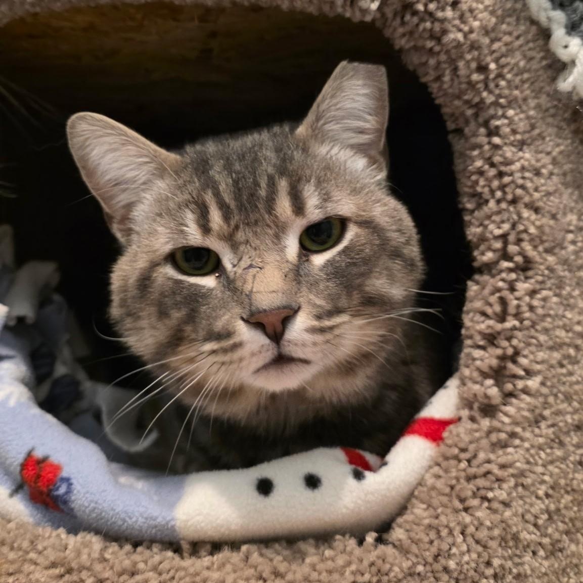 Eugene, a ADOPTABLE mixed breed in Smithtown, NY image 3/4