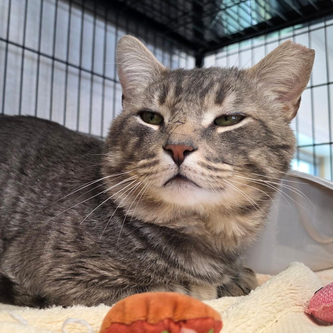 Eugene, a ADOPTABLE mixed breed in Smithtown, NY image 4/4