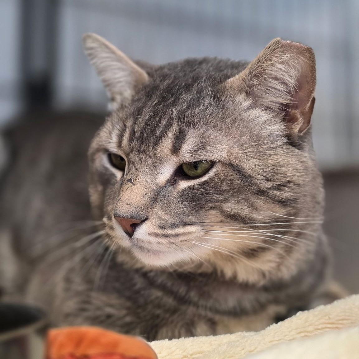 Eugene, a ADOPTABLE mixed breed in Smithtown, NY image 2/4