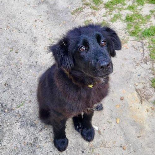 Hook, Adoptable, Puppy Male German Shepherd Dog & Labrador Retriever.