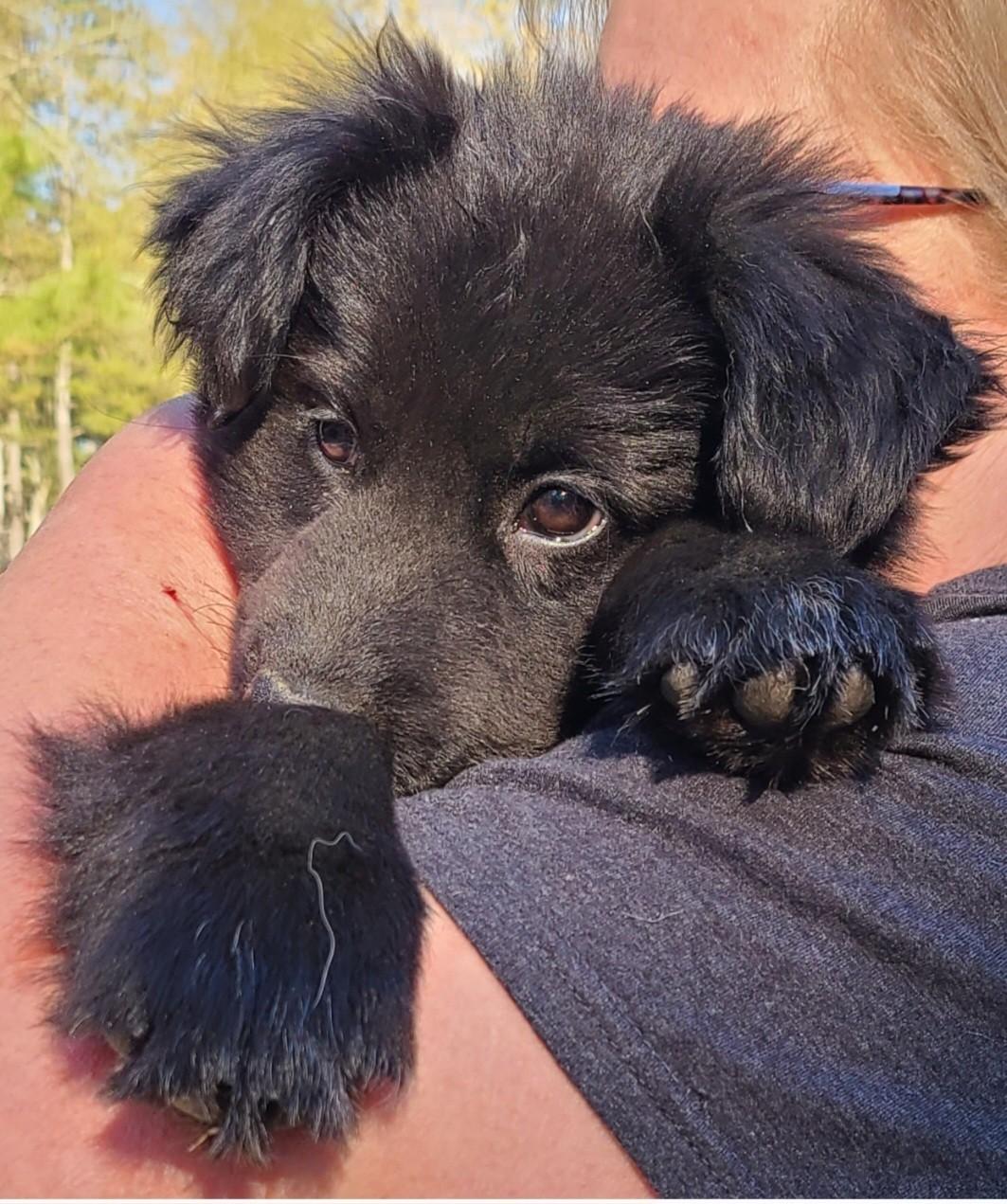 Hook, a Adoptable mixed breed in Sanford, NC image 2/2