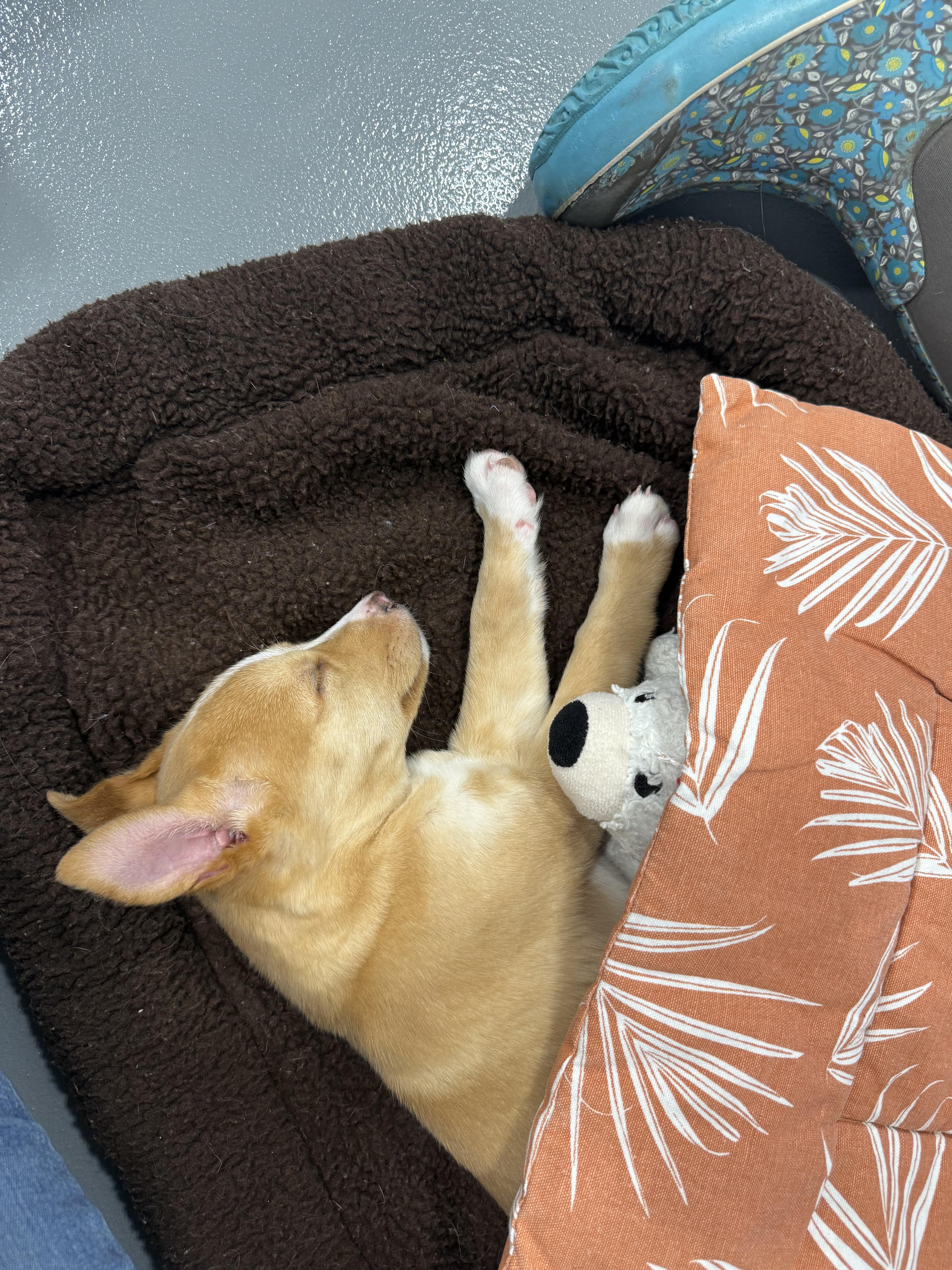 Ginny - In Foster, adopted, Puppy Female Australian Shepherd & Australian Cattle Dog / Blue Heeler.