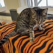 Poodle, Adoptable, Young Female Domestic Short Hair.