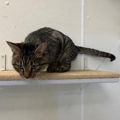 Enlarge Poodle, a Adoptable Domestic Short Hair in Enfield, NH image 2/4